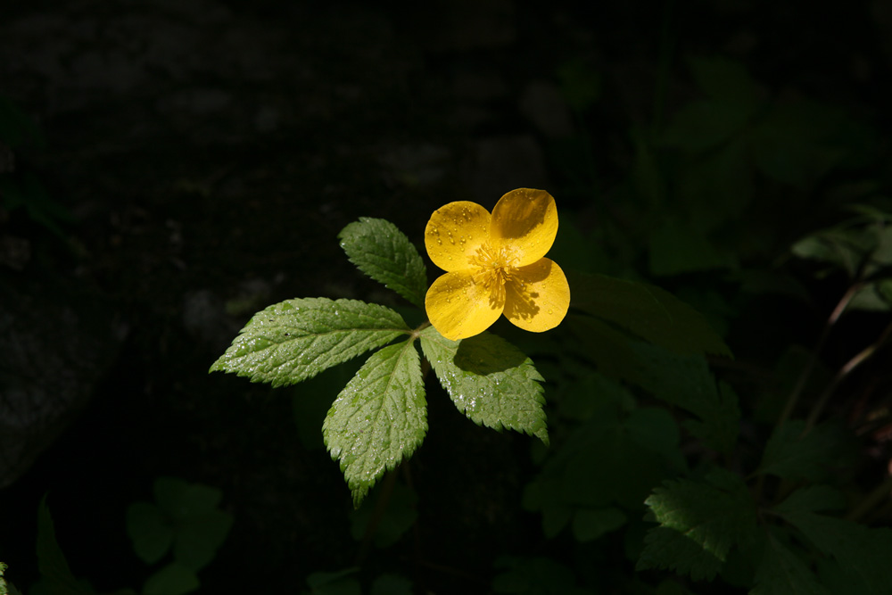 09-04-23 cjd 099-1.jpg