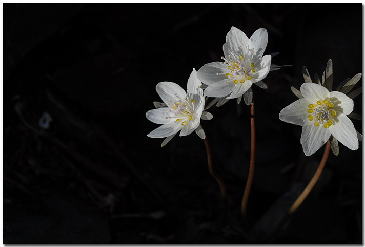 바람꽃변산1203 26.jpg