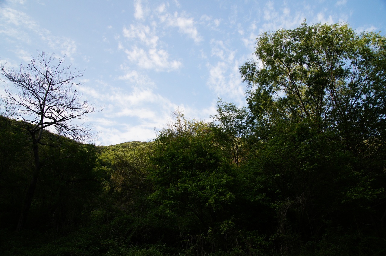 1280 120505 옥천 안내면 비포장길196.jpg