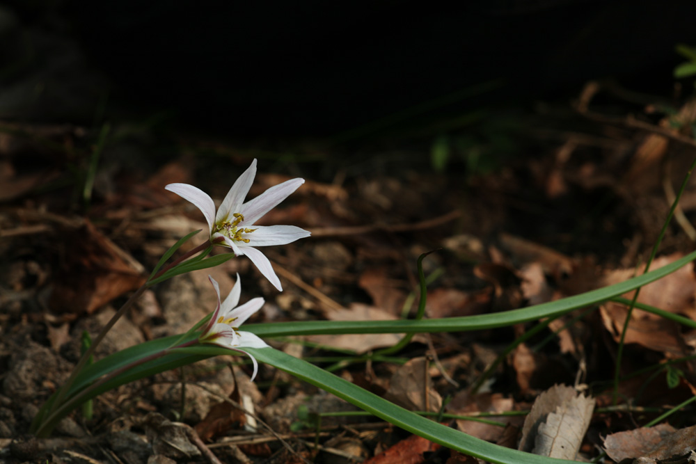 09-04-08 cjd 034-1.jpg