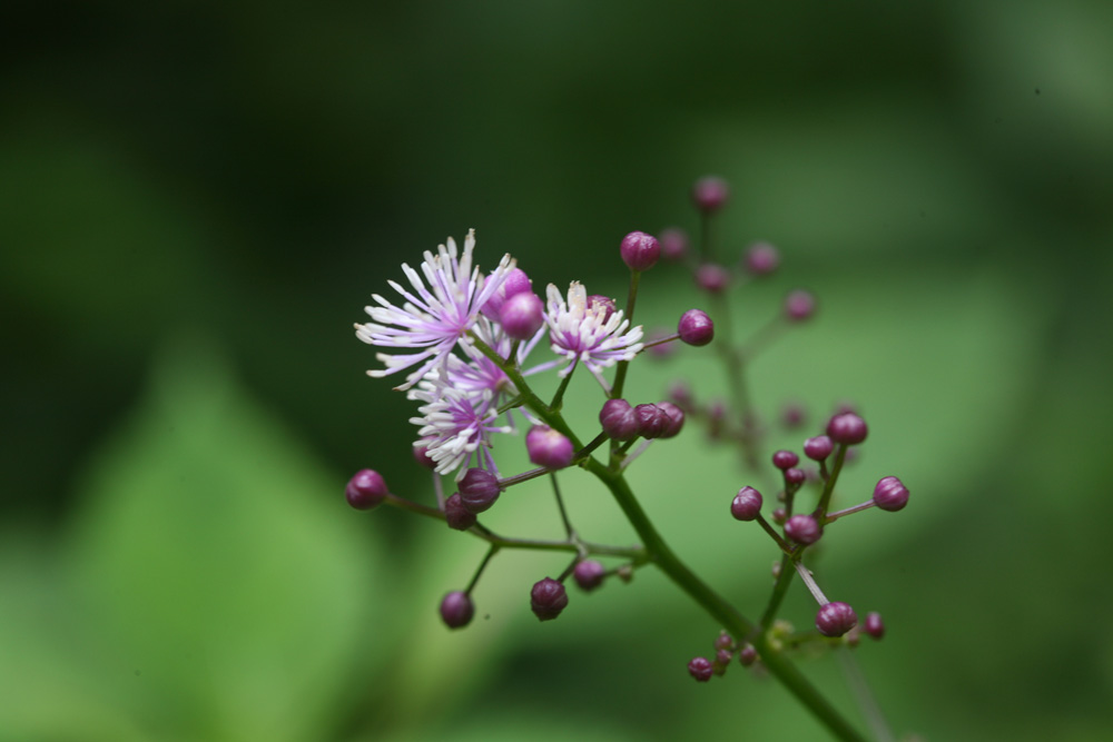 09-08-04 cjd 118-1.jpg