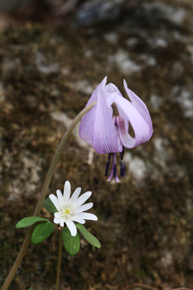 09-03-29 cjd 212-1.jpg