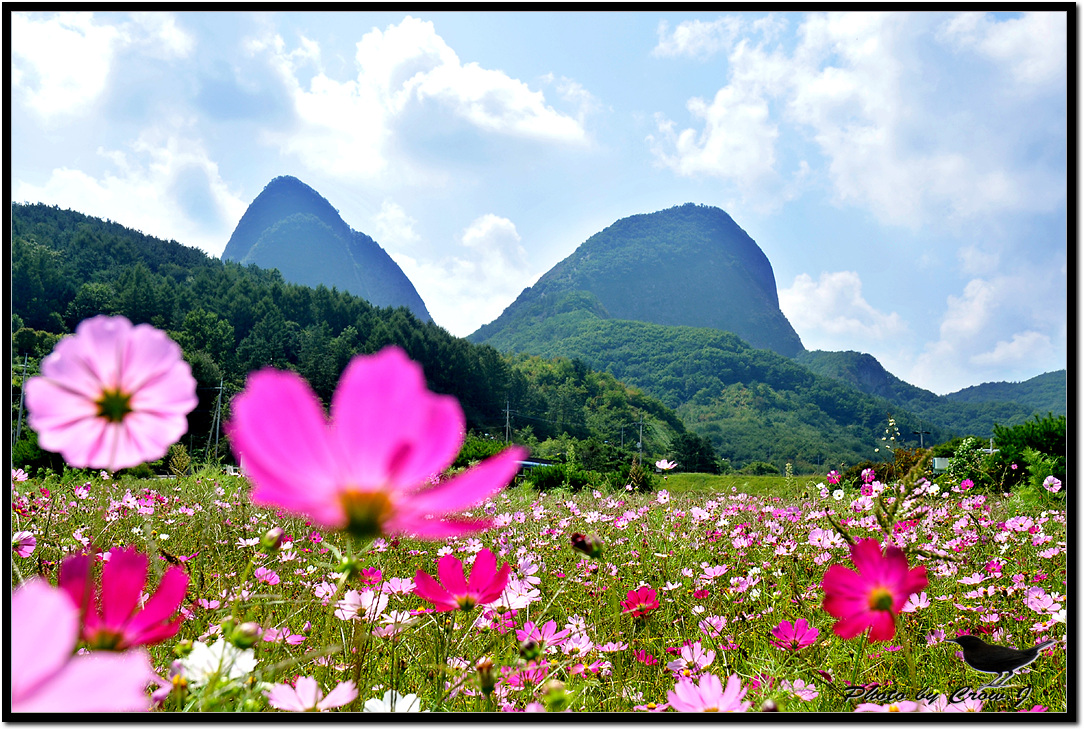 2009.09.05-2-진안 마이산 코스모스D30_9196 copy.jpg