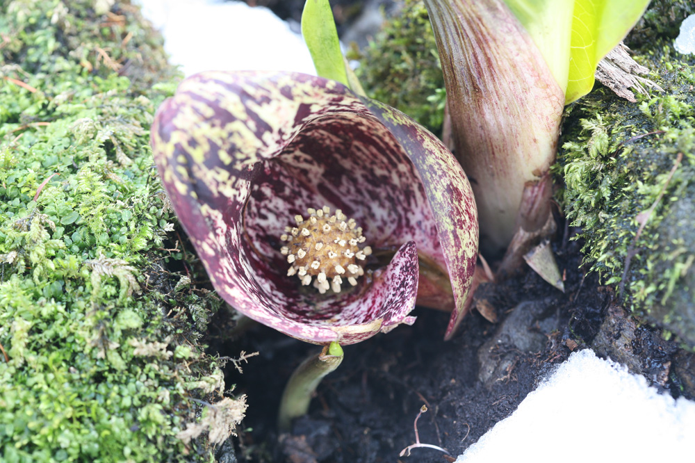 2010-03-12 cjd 116-1.jpg