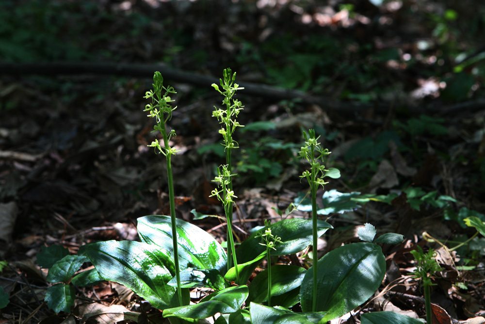 09-06-13 cjd 097-1.jpg