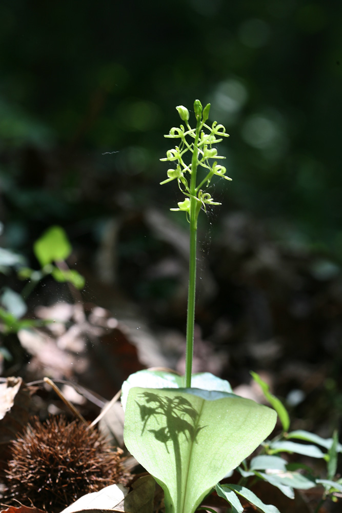 09-06-13 cjd 230-1.jpg