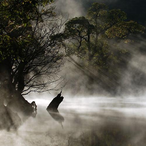 주산지의 물안개속 아침햇살