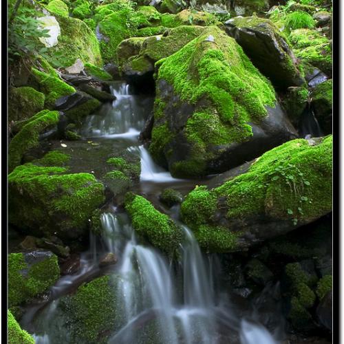 이끼계곡...