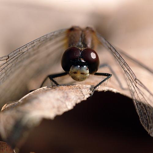 오늘 아침엔124탄(잠자리)