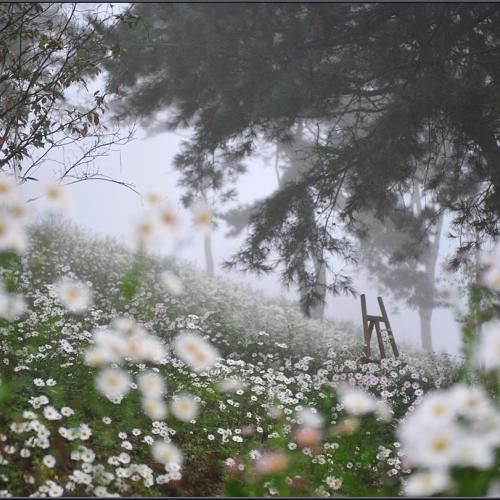 구절초 만개한 날에