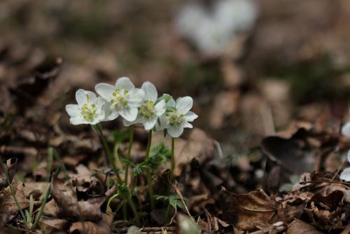 변산바람꽃(풍도)2
