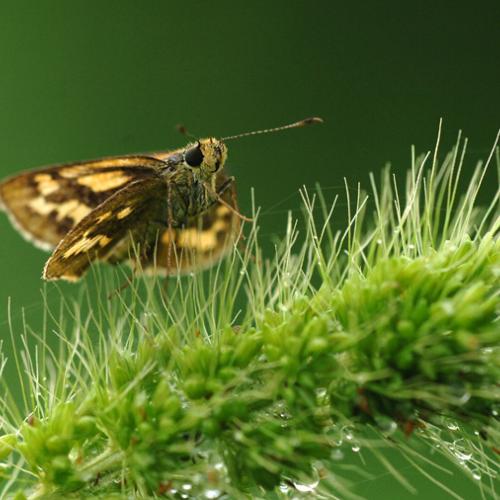 무슨떠들썩 팔랑나비