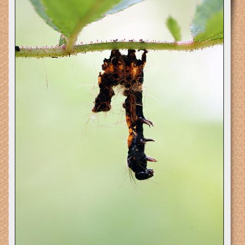 오늘 아침엔43탄(연작;송충이그리고...)