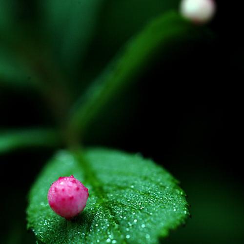 오늘 아침엔173탄(곤충 알?)