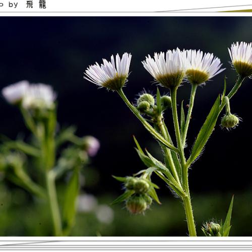 오늘 아침엔44탄(연작)