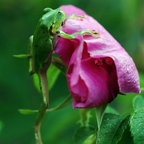 오늘 아침엔173-2탄(청개구리)