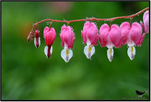 금낭화(錦囊花)