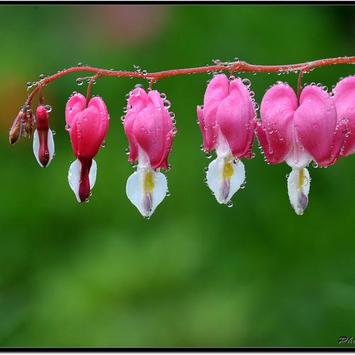 금낭화(錦囊花)