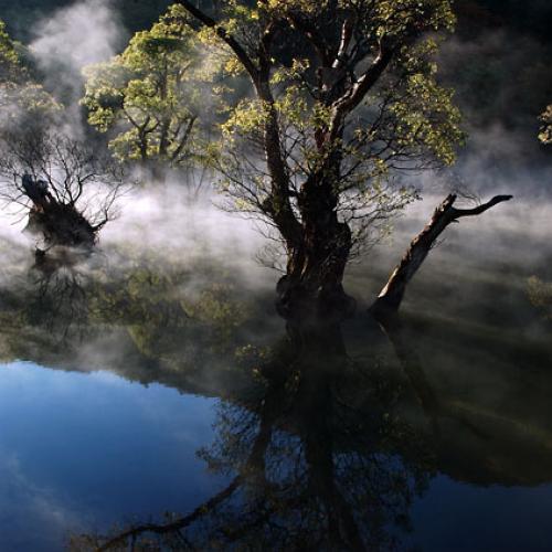 주산지의 물안개속 반영