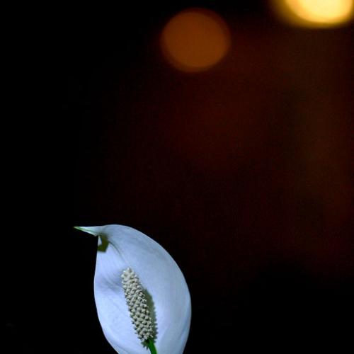 Spathiphyllum