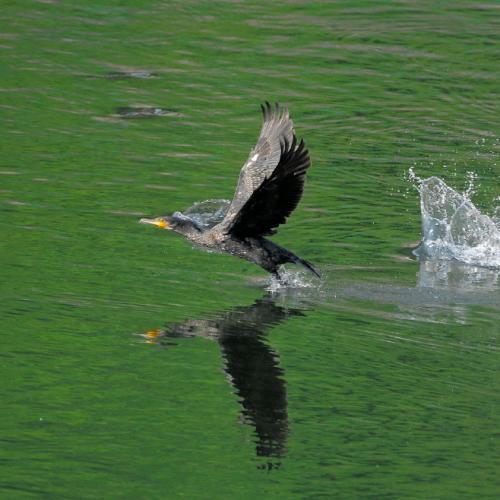 민물가마우찌 다다다^^