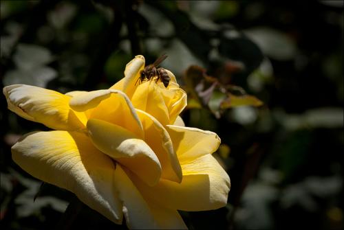 봄이 그립습니다