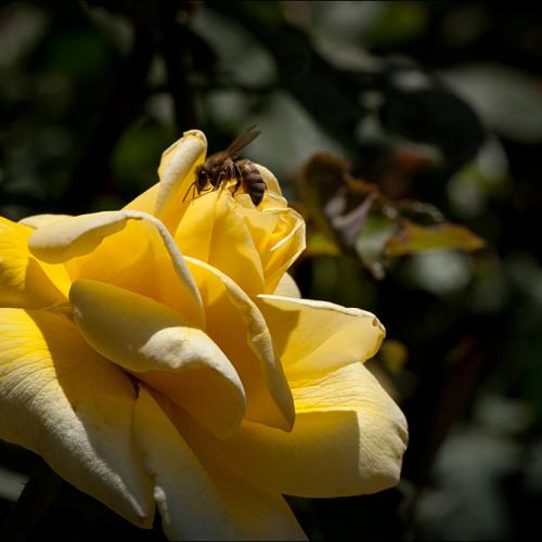 봄이 그립습니다