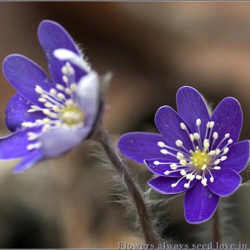 늦게 만난 노루귀...