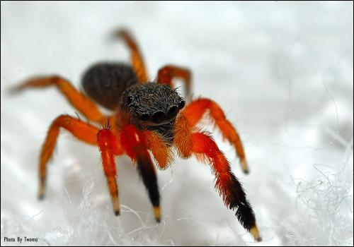 검정이마번개깡총거미