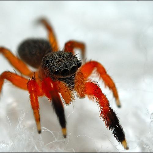 검정이마번개깡총거미