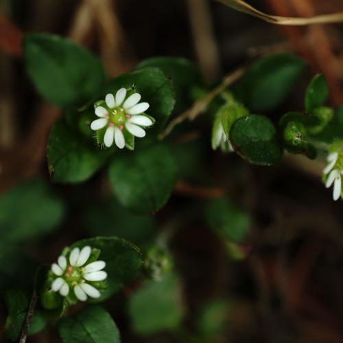 하늘에서 내려온 이 땅의 별처럼