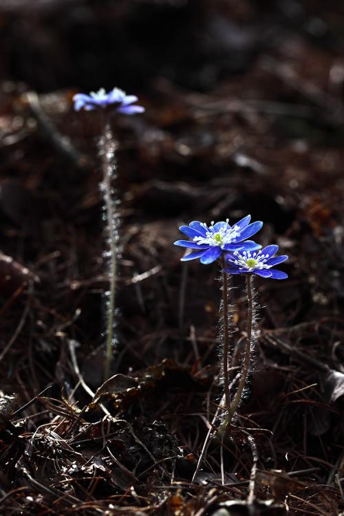 늦둥이 청노루귀
