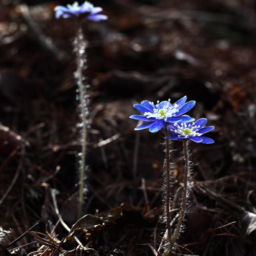 늦둥이 청노루귀
