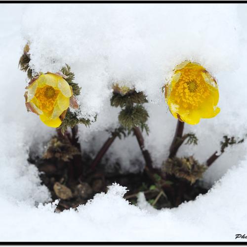 설연화(雪蓮花)