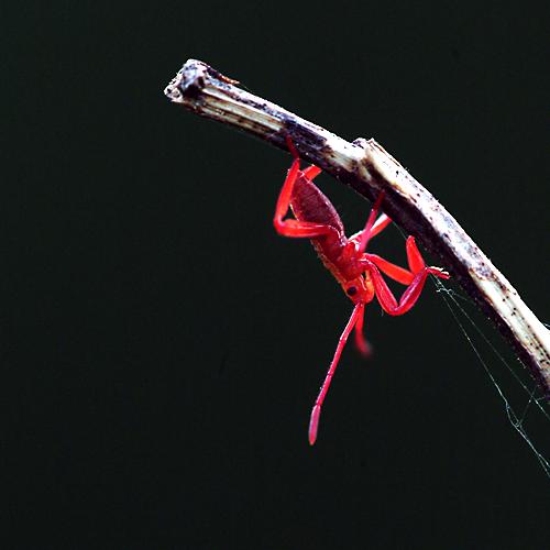 오늘 아침엔175탄(거미인가?)