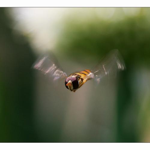 비행하는 등애의 접사