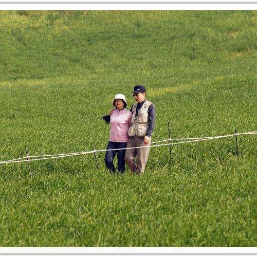 청보리밭 농장에서