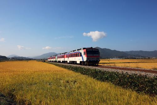 황금들녘&기차