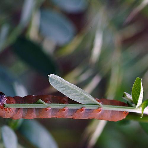 오늘 아침엔175-3탄(식사중)