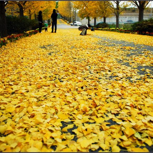 낙엽과 함께 가을도 가고...