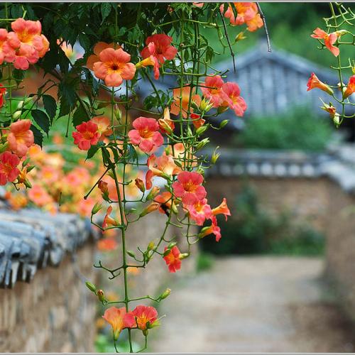 흐트러지게 핀 양반가옥의 능소화