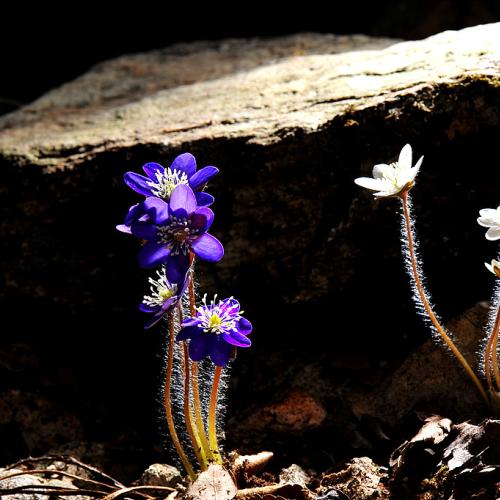 봄의 전령사_노루귀...