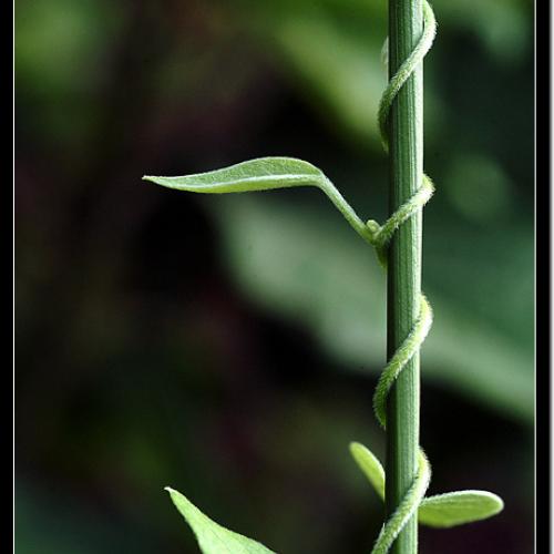 오늘 아침엔50탄(연작)