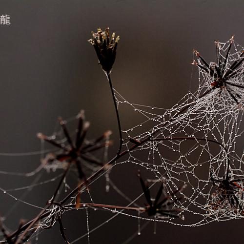 오늘 아침엔129(거미줄)