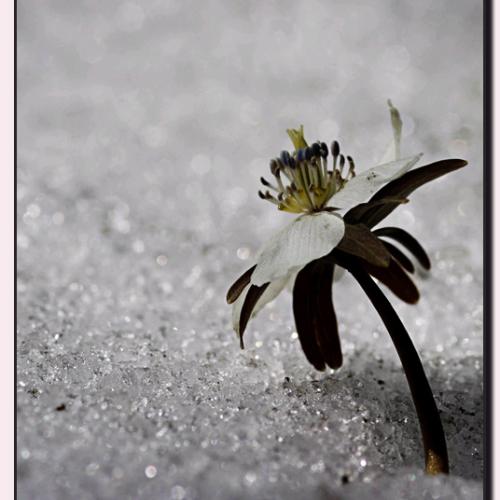 변산바람꽃......