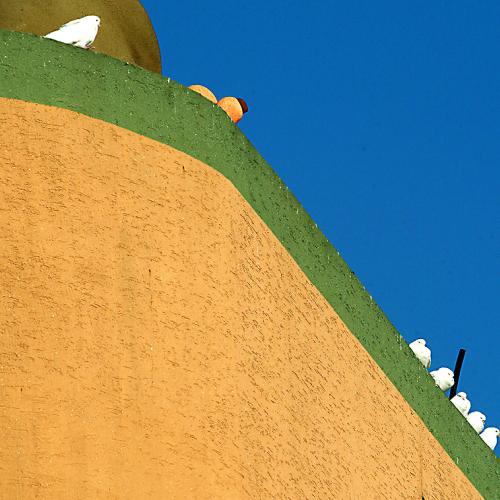 건물위에 있는 갈매기