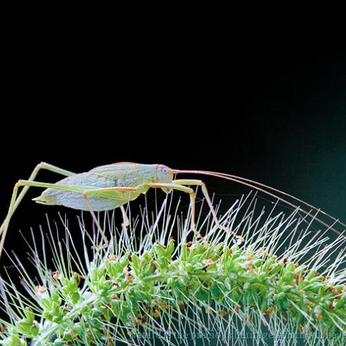 베짱이류의 유충과 실베짱이류의 유충...