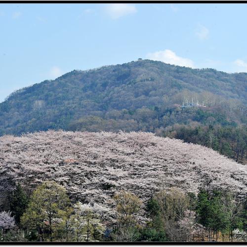 테미공원 벚꽃