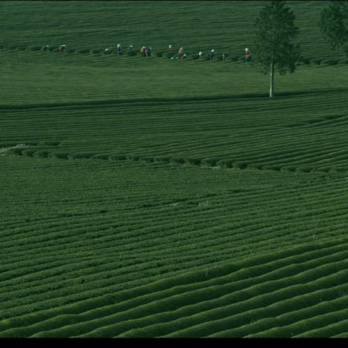 보성 녹차 다원