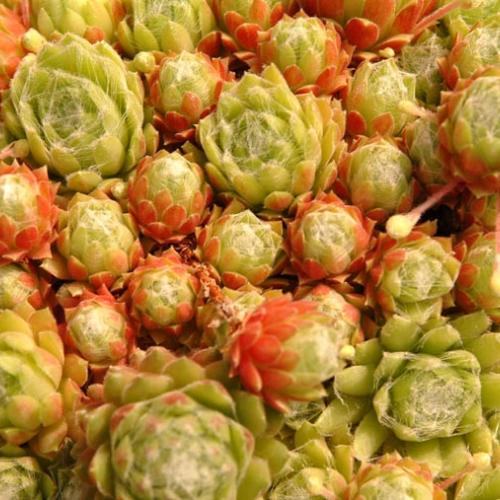 바위솔과 수국^.^